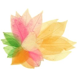 Skeleton Leaves, Pack of 20