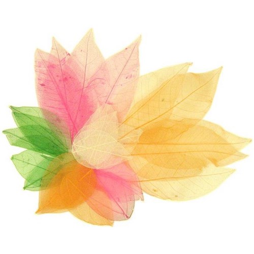 Skeleton Leaves, Pack of 20